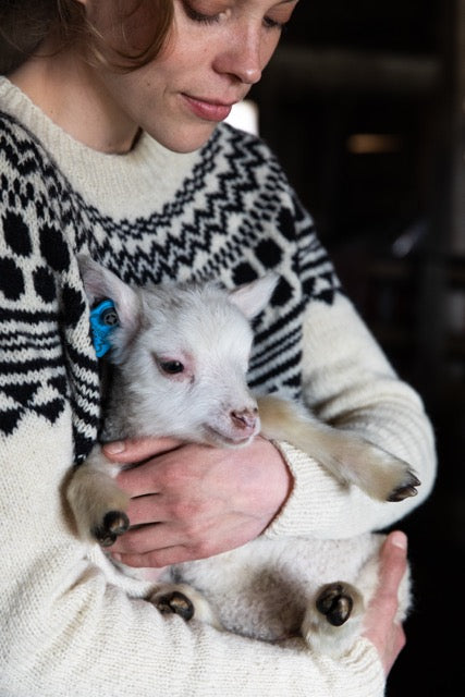 Person holding a small white animal with a blue tag on its ear.